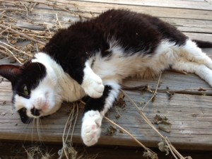 Miss Kitty takes a roll in the Catnip