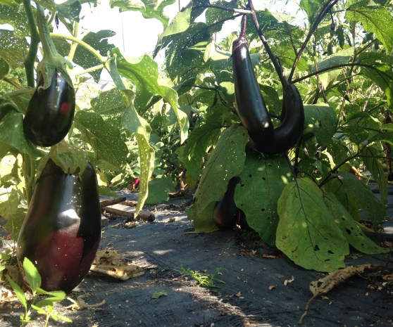 Aubergines